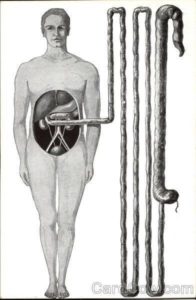 Intestine - Digestion